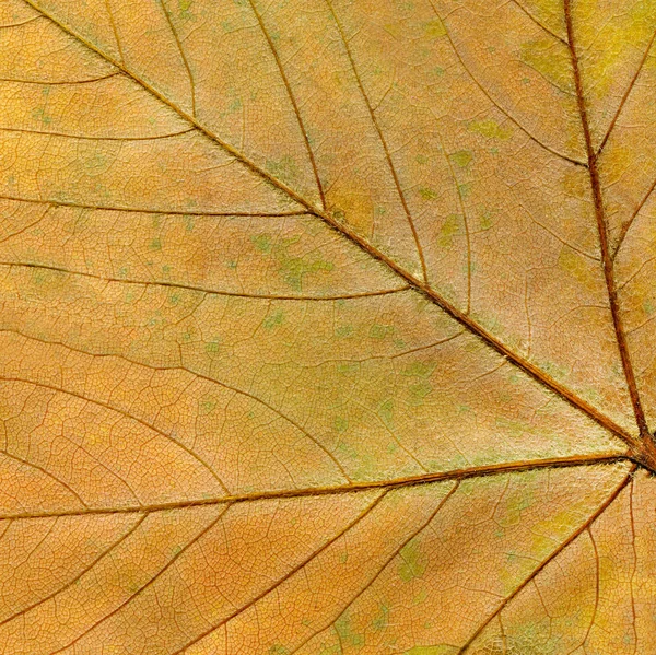 Colorful texture of autumn leaf. Autumn leaf texture background. Space for lettering. Minimal art concept.