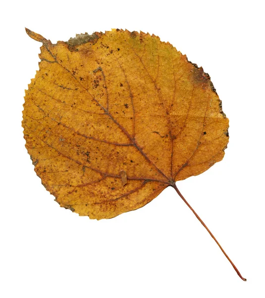 Herfstblad Van Linde Geïsoleerd Wit Gedroogde Herfstblad Van Linde — Stockfoto