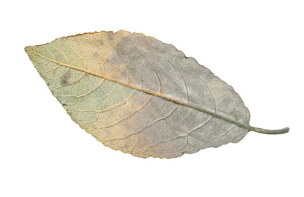 Malus autumn leaf isolated on white. Apple leaf isolated on white background