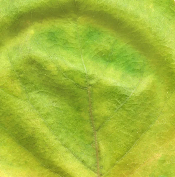 Grüne Blatttextur Schön Buntes Herbstblatt Herbst Blätter Textur Hintergrund — Stockfoto