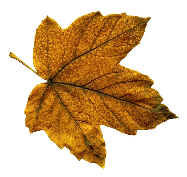 秋の明るいカラフルなカエデの葉 メープル リーフ分離ホワイト バック グラウンド — ストック写真