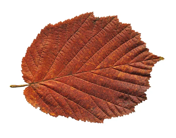 Feuille Rouge Aulne Isolée Sur Blanc Alnus Glutinosa Feuilles Automne — Photo