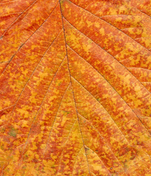 Mooie Kleurrijke Close Vallen Gebladerte Herfstbladeren Achtergrond — Stockfoto