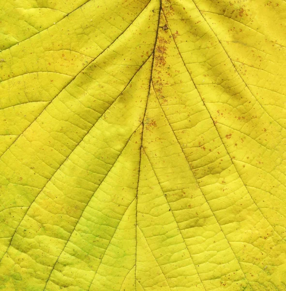 Őszi Levél Háttér Textúra Sárga Levél Növény Textúra Sárga Levelek — Stock Fotó