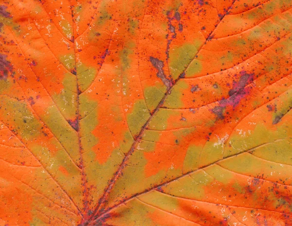 Textur Hintergrund Herbstblatt Laubstruktur Herbst Herbstblattadern Strukturieren Nahaufnahme — Stockfoto