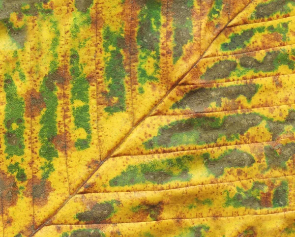 Texture Verte Des Feuilles Belle Feuille Automne Colorée Automne Feuilles — Photo