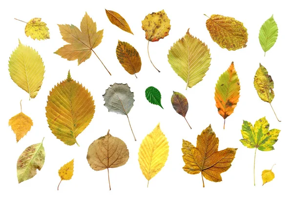 Set Van Kleurrijke Herfstbladeren Collectie Set Herfstbladeren Geïsoleerd Witte Achtergrond — Stockfoto
