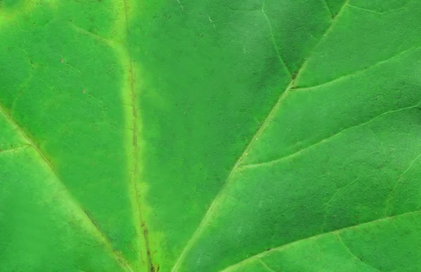 Zöld Levél Textúra Gyönyörű Színes Őszi Levél Őszi Levelek Háttér — Stock Fotó