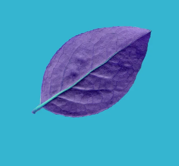 Blueberry Zostawić Niebieskim Tle Unikalny Pomysł Twórczy Projekt — Zdjęcie stockowe