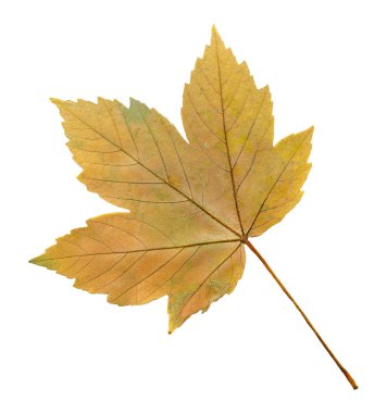 Akçaağaç acer sonbahar yaprak beyaz bir arka plan üzerinde izole. Acer pseudoplatanus veya Çınar akçaağaç yaprağı