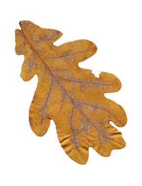 Beyaz bir arka plan üzerinde izole meşe kahverengi sonbahar yaprağı. Rusty sonbahar bırak izole dokulu. 