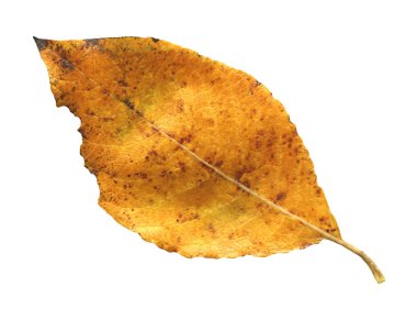 Beyaz arka plan üzerinde izole renkli sonbahar yaprak. Güzel parlak renkli sonbahar yaprak beyaz bir arka plan üzerinde izole