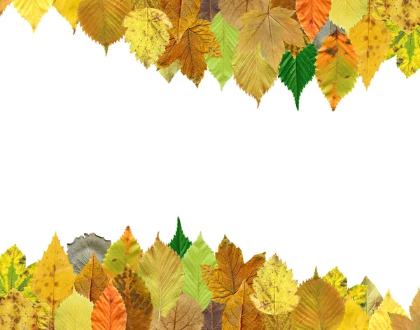 Colorful Texture Autumn Leaf Isolated White Background Autumn Leaf Background — Stock Photo, Image