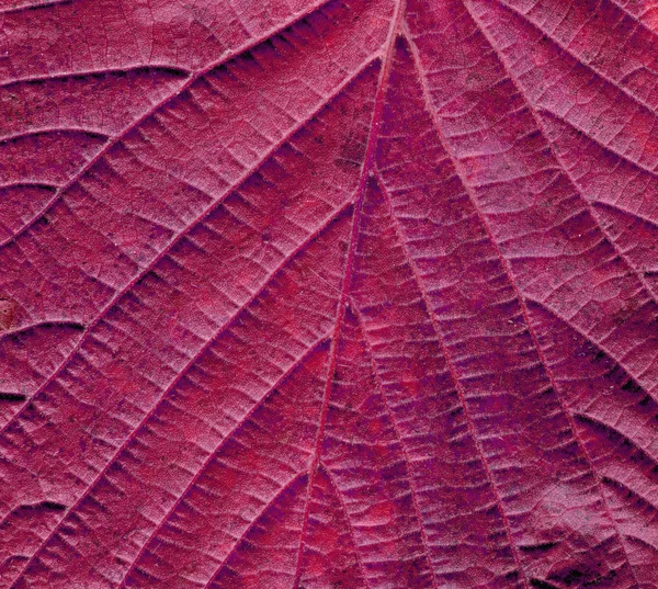 Colorful texture of autumn leaf. Autumn leaf texture background