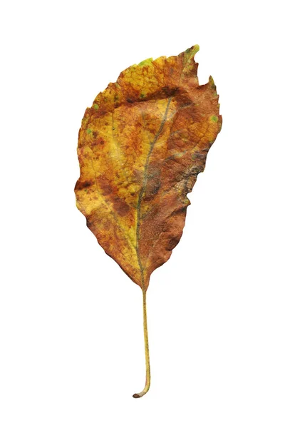 Πολύχρωμο Φθινόπωρο Φύλλο Που Απομονώνονται Λευκό Φόντο Φθινοπωρινά Φύλλα Απομονωμένες — Φωτογραφία Αρχείου
