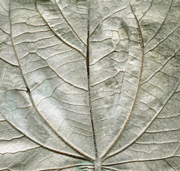 Autumn Aspen Leaf Backside Texture Silver Aspen Leaf — Stock Photo, Image