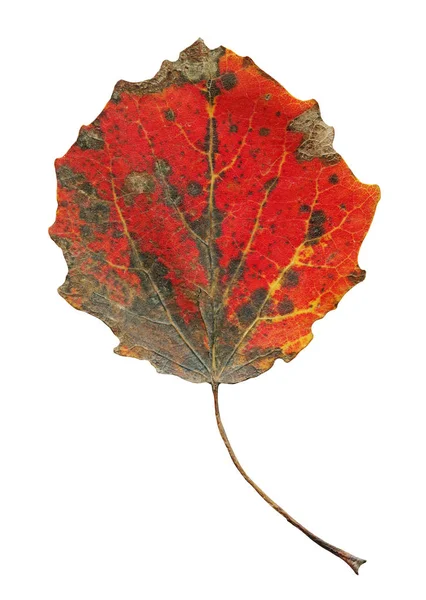 Hojas Otoñales Álamo Aisladas Otoño Populus Tremula Hoja Aislada — Foto de Stock