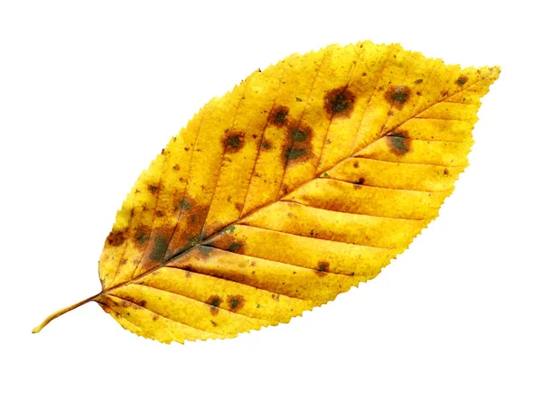 Ulmenblatt Nahaufnahme Goldene Herbstfarben Ulme Baum Blatt Isoliert — Stockfoto