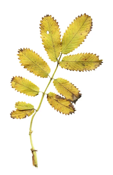 Sanguisorba Obtusa Blad Geïsoleerd Witte Achtergrond — Stockfoto