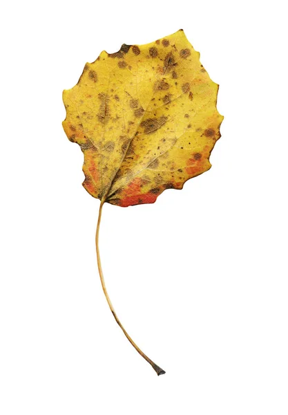 Populus Tremula Tremble Feuille Automne Isolée Sur Blanc — Photo