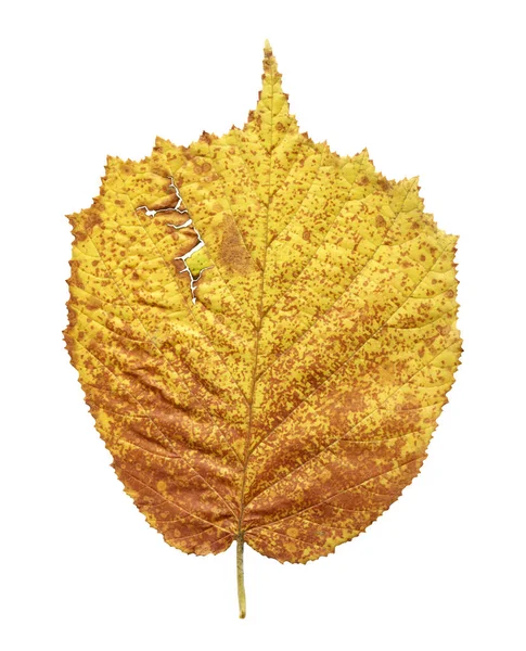 Erle Gelbes Blatt Isoliert Auf Weiß Alnus Glutinosa Herbstblatt Isoliert — Stockfoto
