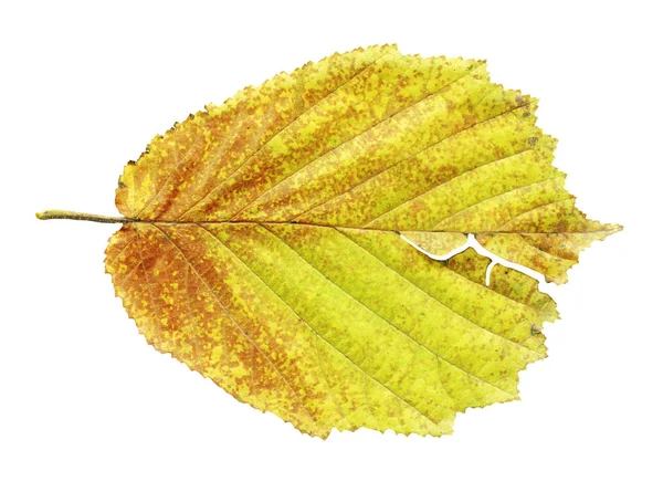 アルダーは黄色葉白で隔離 分離したハンノキ Glutinosa — ストック写真