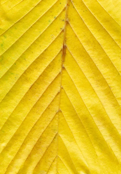 Bunte Herbst Blatt Hintergrund Laubstruktur Herbst — Stockfoto