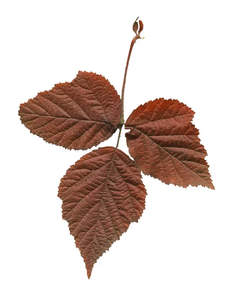 Rubus Idaeus Frambozen Herfstblad Geïsoleerd Wit Raspberry Herfstblad Val Blad — Stockfoto