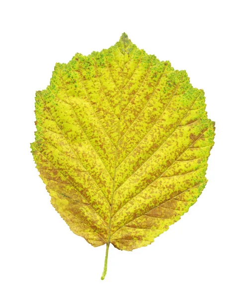 Alder Gele Blad Geïsoleerd Wit Alnus Glutinosa Herfstblad Geïsoleerd — Stockfoto