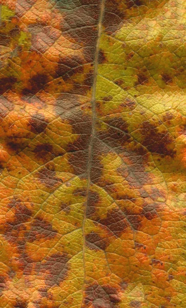 Beautiful Bright Colorful Grunge Macro Leaf Cell Structure Leaf Autumn — Stock Photo, Image