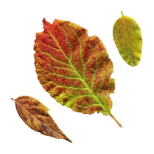 Hoja Ciruela Otoño Hoja Púrpura Ciruela Hoja Prunus Domestica Aislada — Foto de Stock