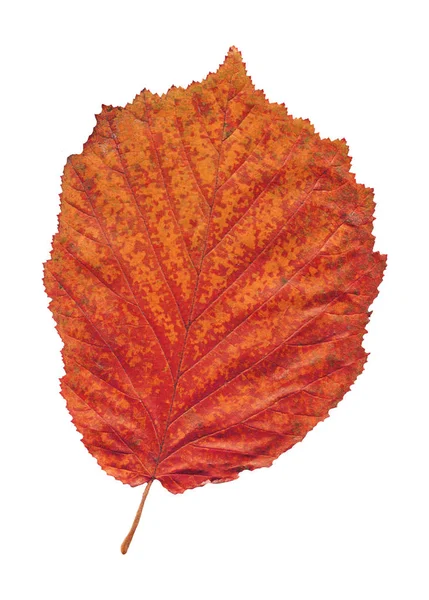 Alder Red Leaf Isolated White Alnus Glutinosa Autumn Leaf Isolated — Stock Photo, Image