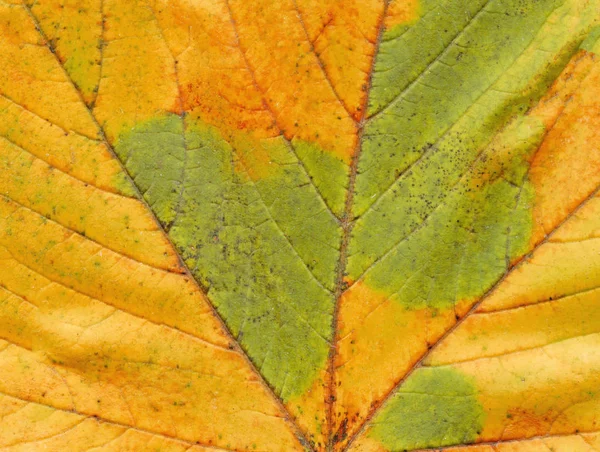 Осенний Лист Вены Структуры Крупным Планом Оранжевый Осенний Листопад — стоковое фото