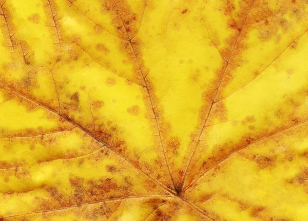 Färgglada Konsistens Höstens Löv Höst Löv Textur Bakgrund Ovanifrån Platt — Stockfoto