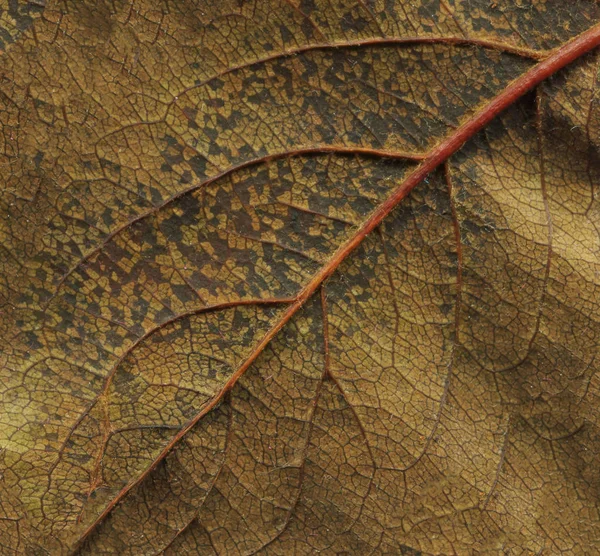 抽象的な葉脈 茶色の秋休暇をクローズ アップ カラフルな紅葉クローズ アップ 秋の茶色テクスチャ古い葉 — ストック写真
