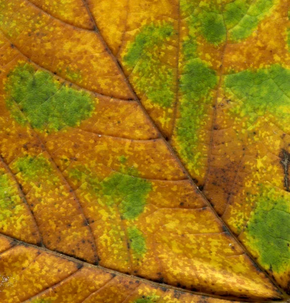 カラフルなクローズ アップ美しい秋の紅葉です 紅葉背景 レトロなスタイルのトーン — ストック写真