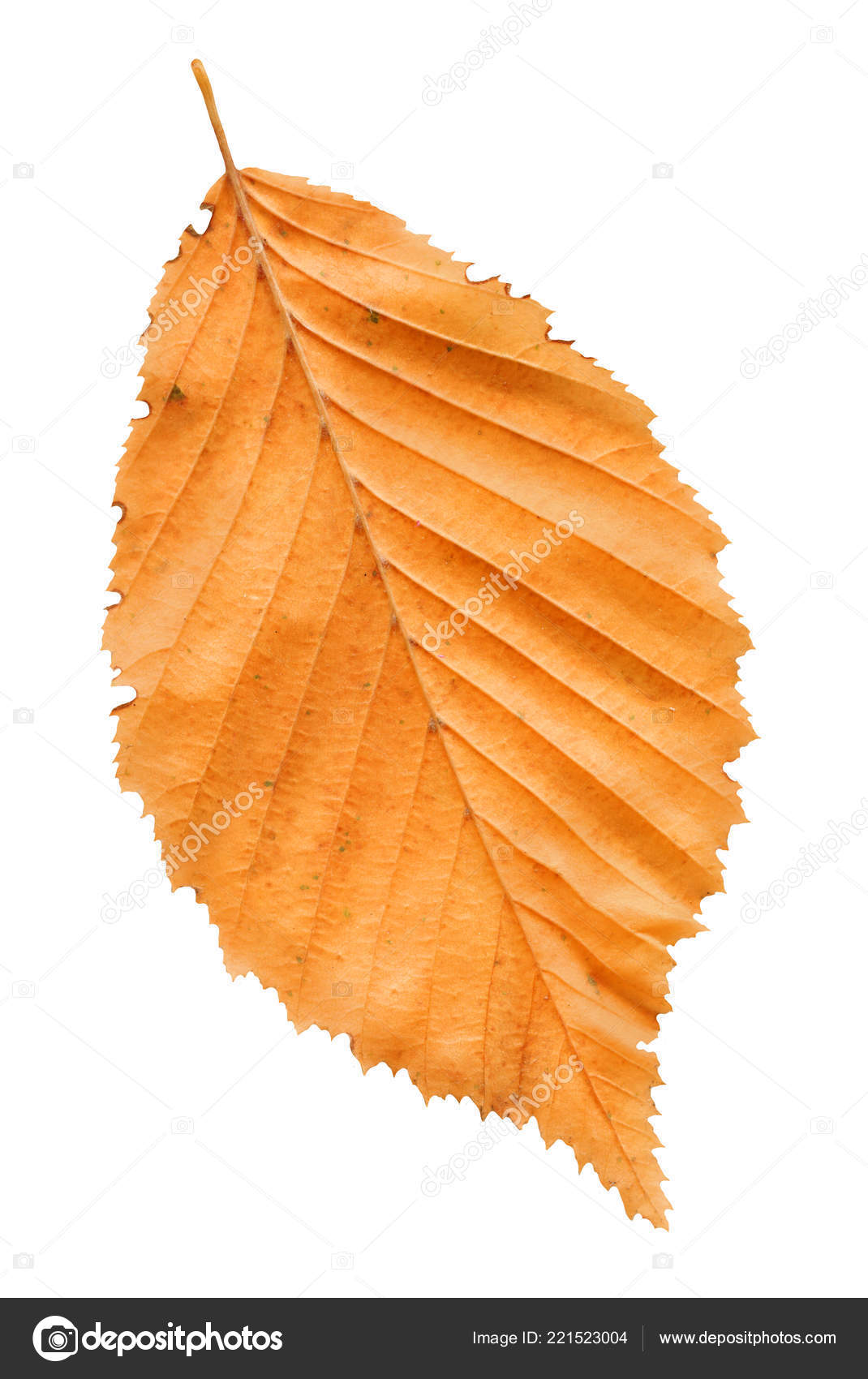 Hoja Árbol Del Olmo Otoño Hoja Del Olmo Árbol Aislada ...