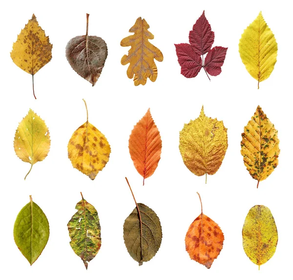 Coloridas Hojas Otoño Colocadas Aisladas Sobre Fondo Blanco Conjunto Hojas —  Fotos de Stock