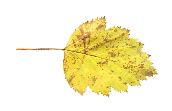 Een Meidoorn Blad Geïsoleerd Gele Gevallen Blad Van Hawthorn Boom — Stockfoto