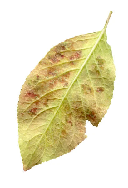 Malus Höst Löv Vitt Apple Leaf Isolerad Vit Bakgrund — Stockfoto