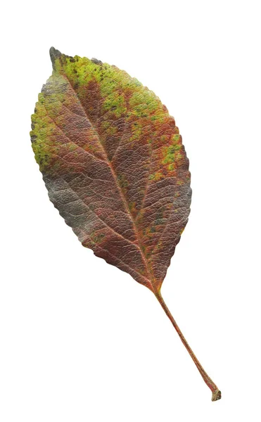 Foglia Autunnale Malus Isolata Bianco Foglia Mela Isolata Sfondo Bianco — Foto Stock