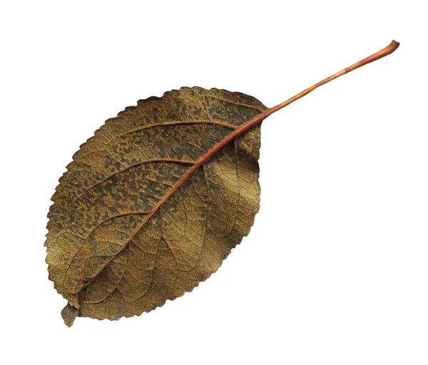 Malus Hoja Otoño Blanco Hoja Manzana Aislada Sobre Fondo Blanco — Foto de Stock