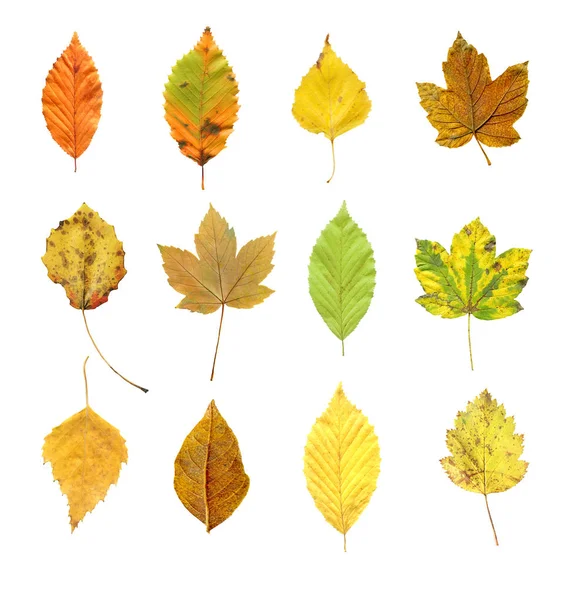 Bunte Herbstblätter Kollektion Von Herbstblättern Isoliert Auf Weißem Hintergrund Rost — Stockfoto