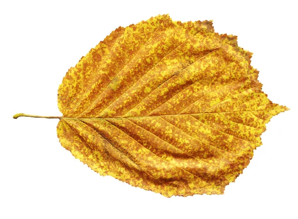 Alder Yellow Leaf Isolated White Alnus Glutinosa Autumn Leaf Isolated — Stock Photo, Image