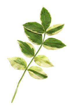 Polemonium reptans yaprak beyaz bir arka plan üzerinde izole