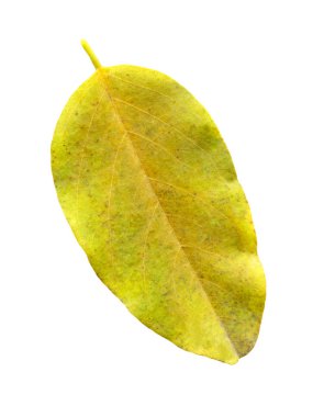 Sonbahar yaban mersini bırakır. Yaban mersini izole beyaz arka plan bırakır