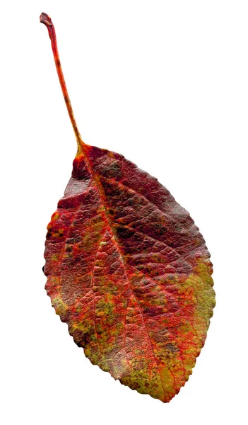 Hoja Ciruela Otoño Hoja Púrpura Ciruela Prunus Domestica Hoja Aislada — Foto de Stock