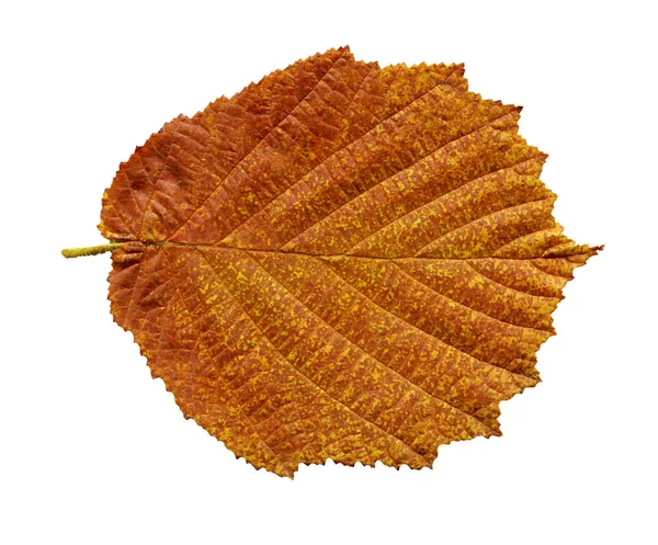 Alnus Glutinosa Autumn Leaf Isolated Autumn Brown Alder Leaf Isolated — Stock Photo, Image