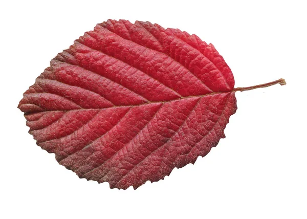 Erle Rotes Blatt Isoliert Auf Weiß Alnus Glutinosa Herbstblatt Isoliert — Stockfoto