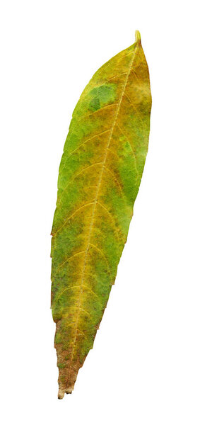 Autumn willow leaf  isolated on a white background
